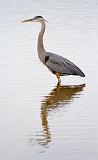 Great Blue Heron Posing_29476